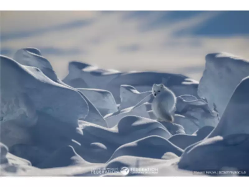 CWF Announces Winners of National Nature Photo Contest with 10,600 Entries