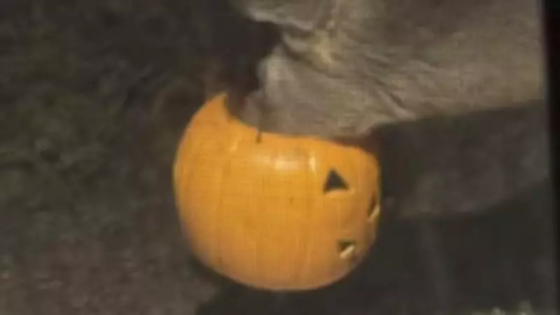 Deer in Distress: Halloween Bucket Traps Animal in Pittsburgh Neighborhood