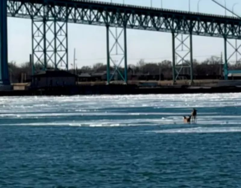 Deer Stranded on Ice in Detroit River Sparks Rescue Concerns in Windsor