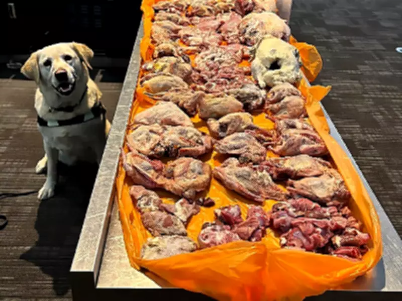 Detector Dog Dharla Sniffs Out 22 Kilos of Raw Meat at Pearson Airport
