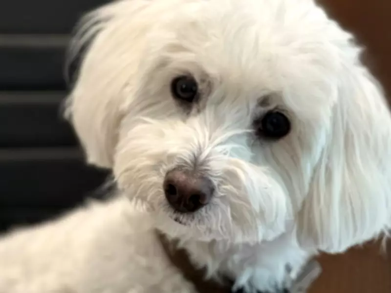 Dog Missing After Caledon Home Invasion; Sibling Dispute and Mall Incident Reported