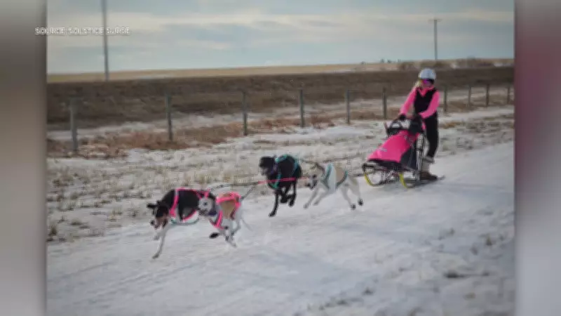 Dog Mushing Event Draws Competitors to Red Deer's Riverbend Recreation Area