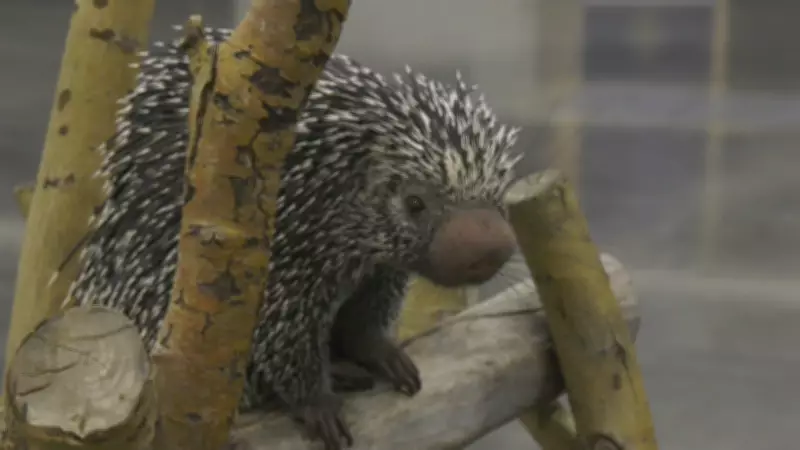 Edmonton Wildlife Festival Returns, Showcasing Exotic Animals Once Again