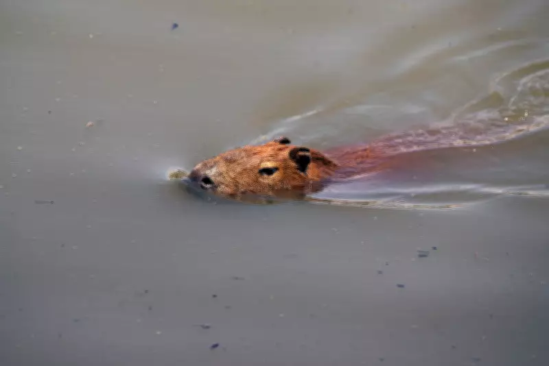 Eight Arrested in Brazil for Brutal Attack on Capybara, Highlighting Wildlife Crime