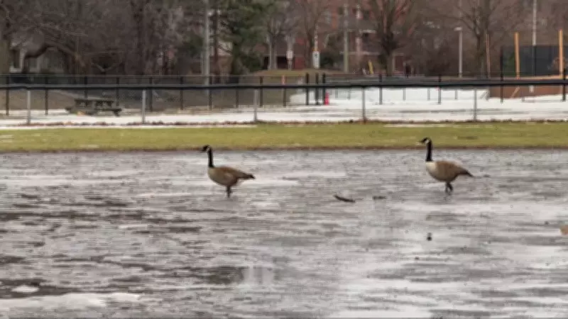 Environment Canada Warns Ottawa of Heavy Snow and Freezing Rain in Special Statement