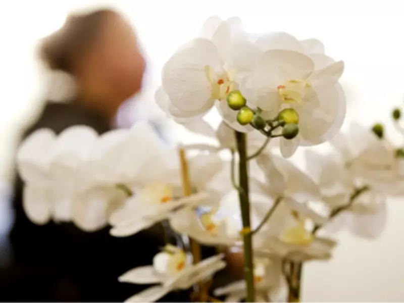 Federal Funding Announced for Alberta Women's Shelters Amid Domestic Violence Crisis