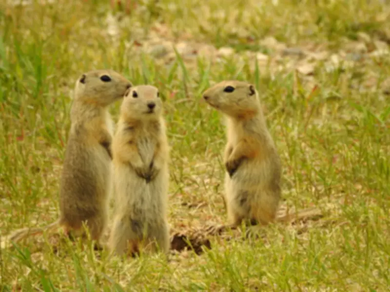 Federal Government Extends Emergency Strychnine Use in Prairies for Gopher Control Until 2027