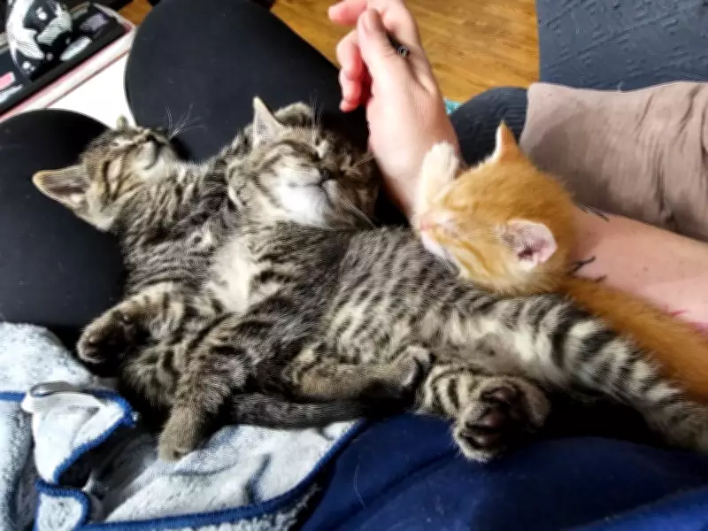 Five Kittens Rescued from Abbotsford Waste Facility in B.C. SPCA Operation