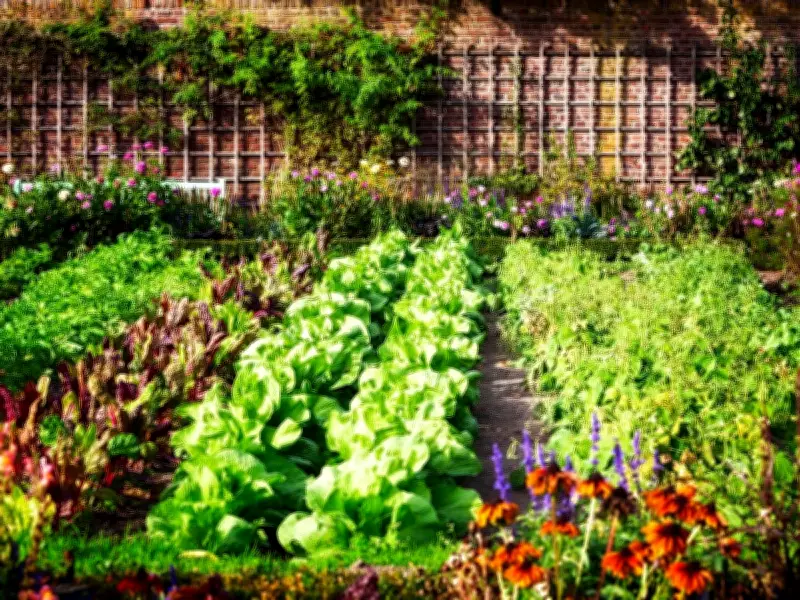 From Lawn to Larder: Transforming Your Front Yard into a Productive Vegetable Garden