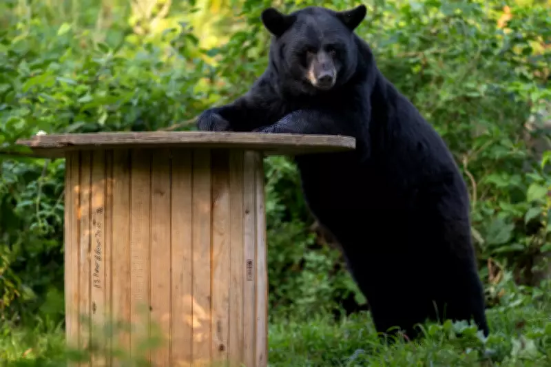 Genie the Bear Awakens from Hibernation at Montreal's Ecomuseum Zoo
