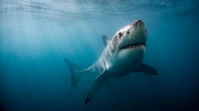 Great White Shark Tracked Off Vancouver Island Coast, Researchers Note Changing Patterns