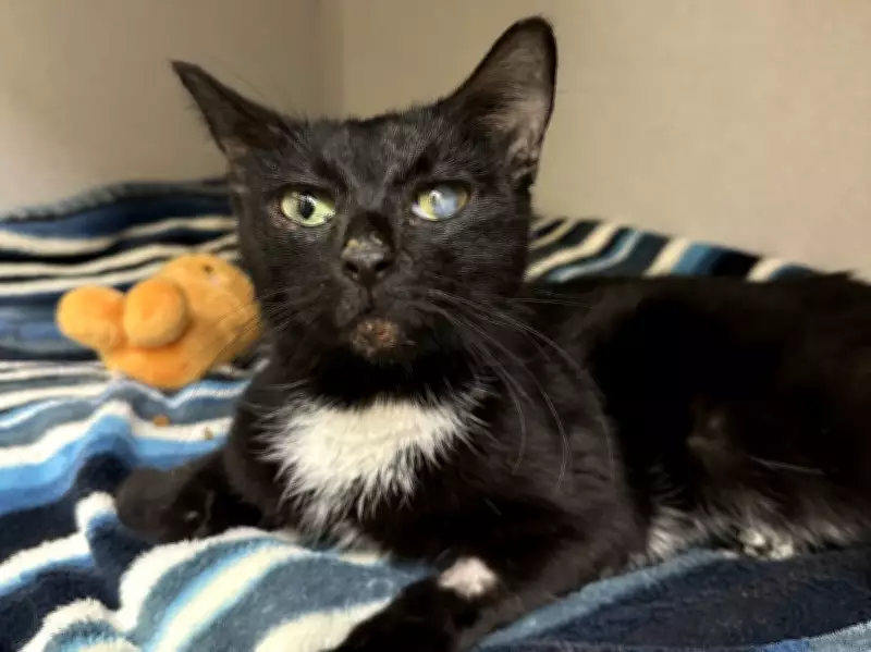 Guelph Humane Society Urges Indoor Cat Safety After Surge in Fatalities