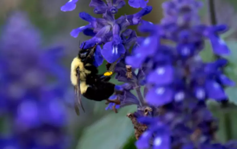 Halifax Officially Named a 'Bee City' for Urban Naturalization Initiatives