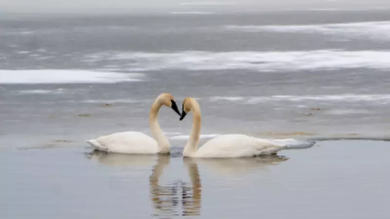 Hezbollah Retaliates with Missile Strikes After Iran Leader's Death