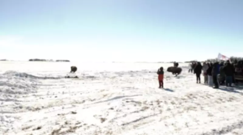 Historic Buffalo Return to Cowessess First Nation Marks Renewal and Sustainability