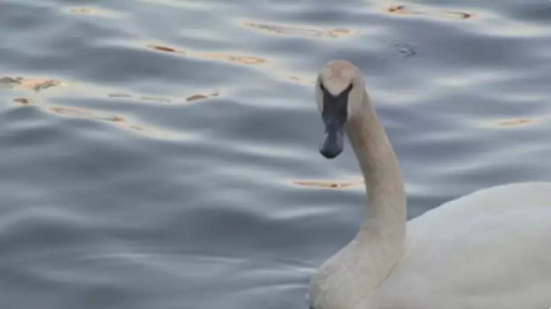 Historic Sighting: Trumpeter Swan Spotted for First Time in Brooklyn