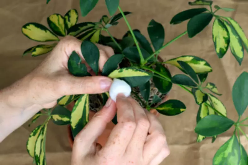 How to Identify and Eradicate Common Houseplant Pests Effectively