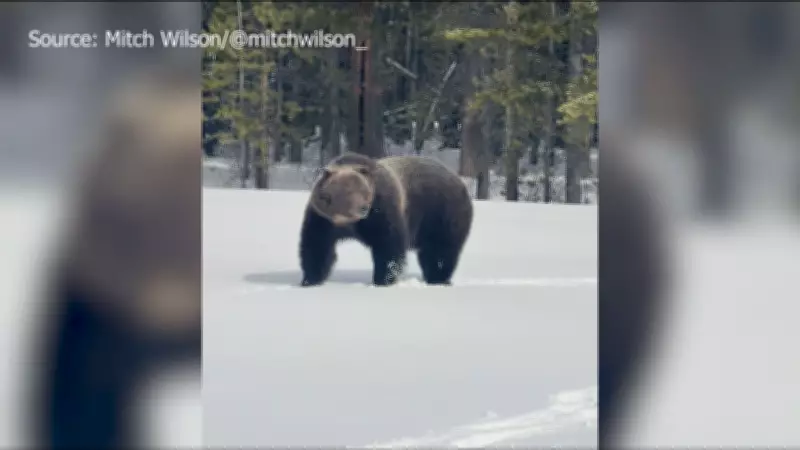 Iconic Grizzly 'The Boss' Emerges from Winter Hibernation Near Banff
