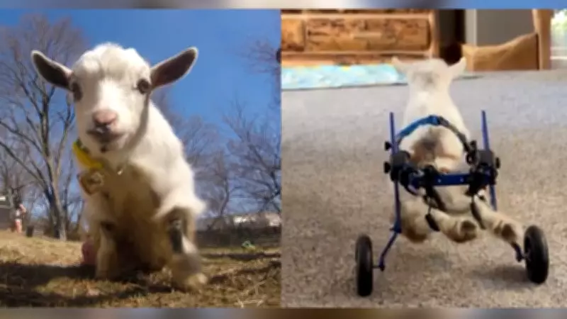 Kansas Family Fundraising for New Wheelchair for Their Paralyzed Goat, 'Wheelie Nelson'