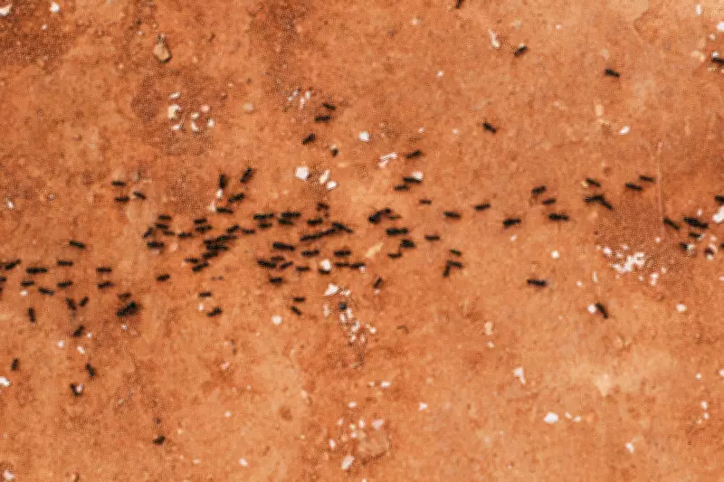 Kenyan Authorities Arrest Man Smuggling Over 2,000 Live Ants in Luggage