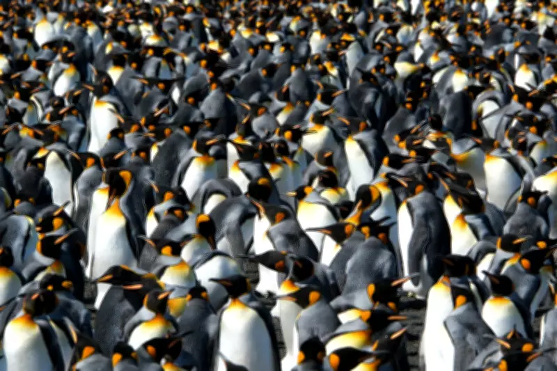 King Penguins Thrive in Warming Climate, But Future Uncertain