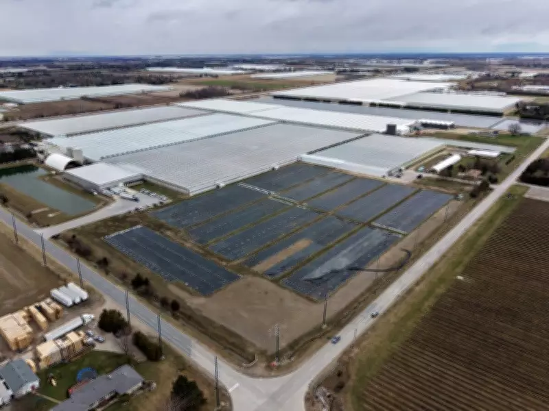 Kingsville Halts Sewer Upgrades Amid Greenhouse Industry Legal Challenge