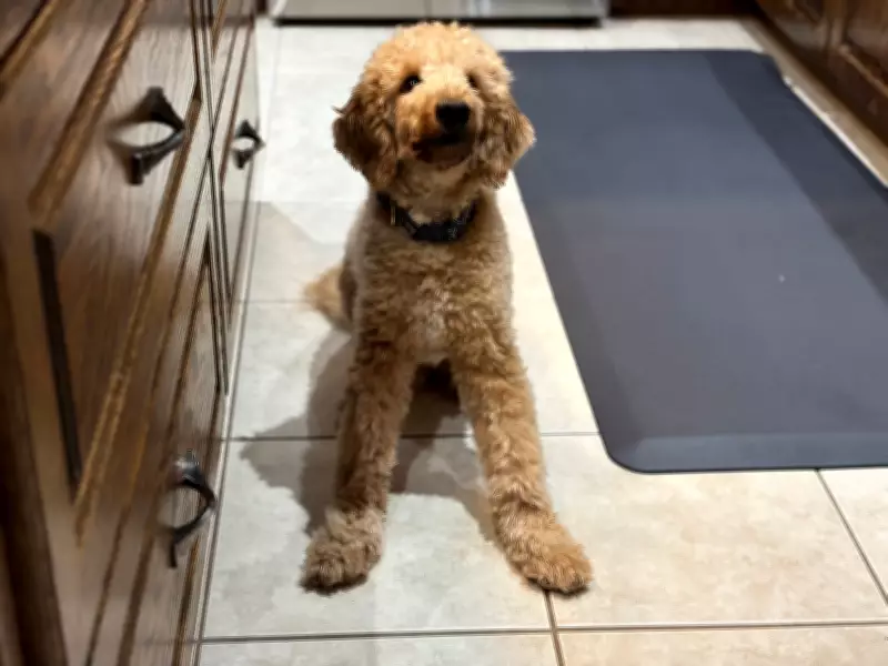 Kitchener Puppy with Partial Mobility Dies After Sudden Health Deterioration