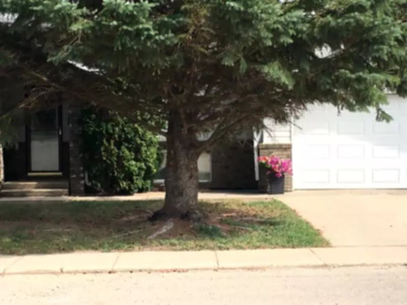 Landscaping Under Spruce Trees: Expert Tips for a Thriving Yard