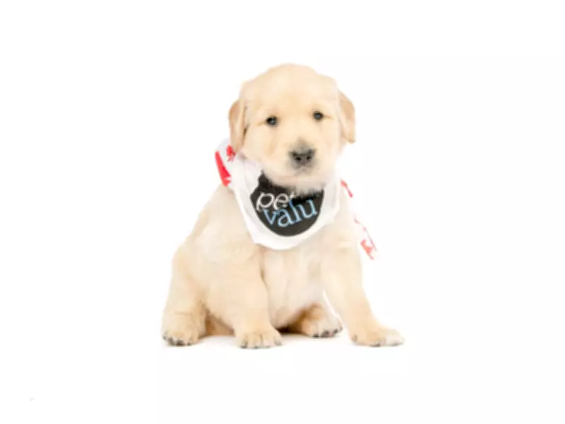 Lions Foundation Launches Live Puppy Cam for National Puppy Day Celebration