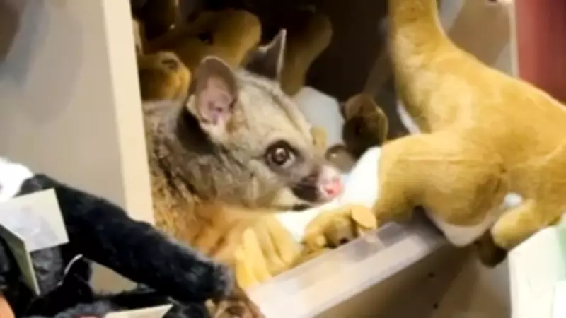 Live Australian Possum Found Among Stuffed Toys at Hobart Airport Shop