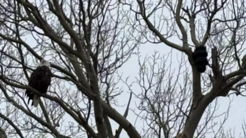 Live Eagle Nest Camera Launches in Cape Breton, Featuring Bruce & Soogie