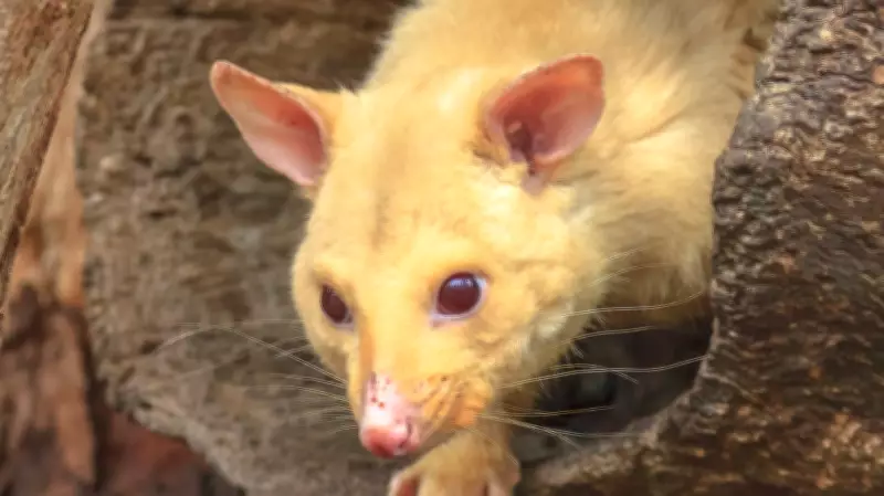 Live Possum Found Among Stuffed Animals in Australian Airport Gift Shop