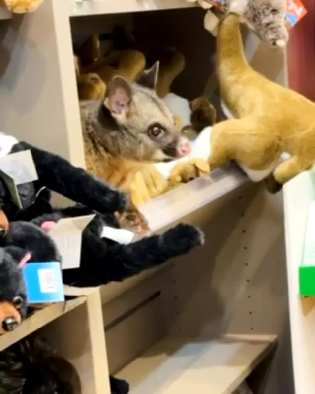 Live Possum Found Among Stuffed Toys at Hobart Airport Gift Shop in Australia