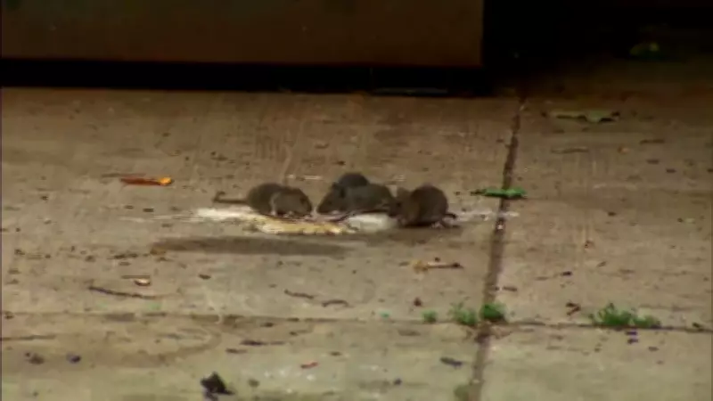 London Council to Receive Report on Rising Rat Infestations in East End