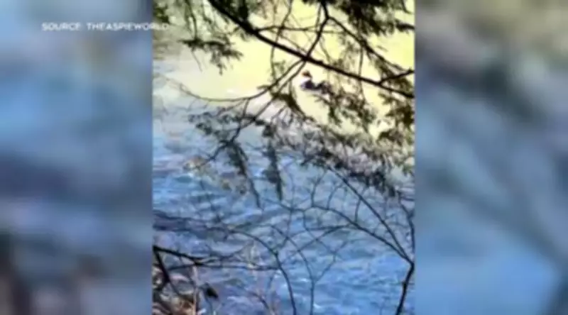 London Man's Instinctive Thames River Rescue Saves Woman in Dramatic Incident