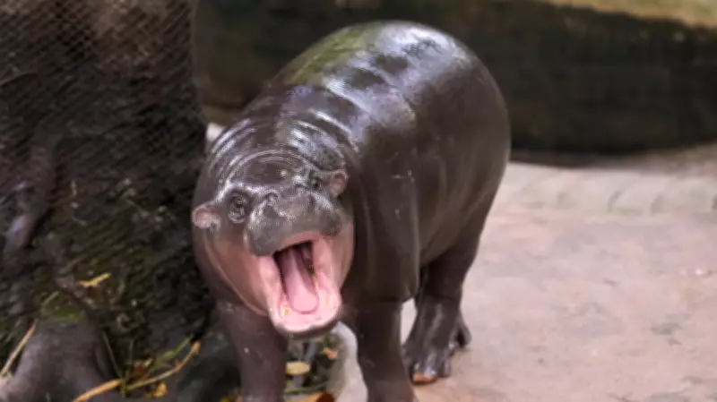 Man Arrested for Trespassing into Enclosure of Social Media Star Pygmy Hippo Moo Deng