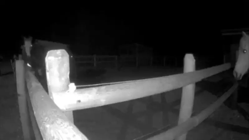 Man Charged with Bestiality Following Disturbing Incident at Okanagan Horse Paddock