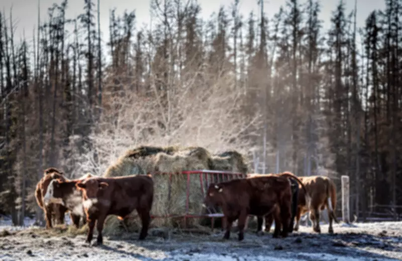 Manitoba Beef Producers Lobby Province for Enhanced Cattle Safety Measures