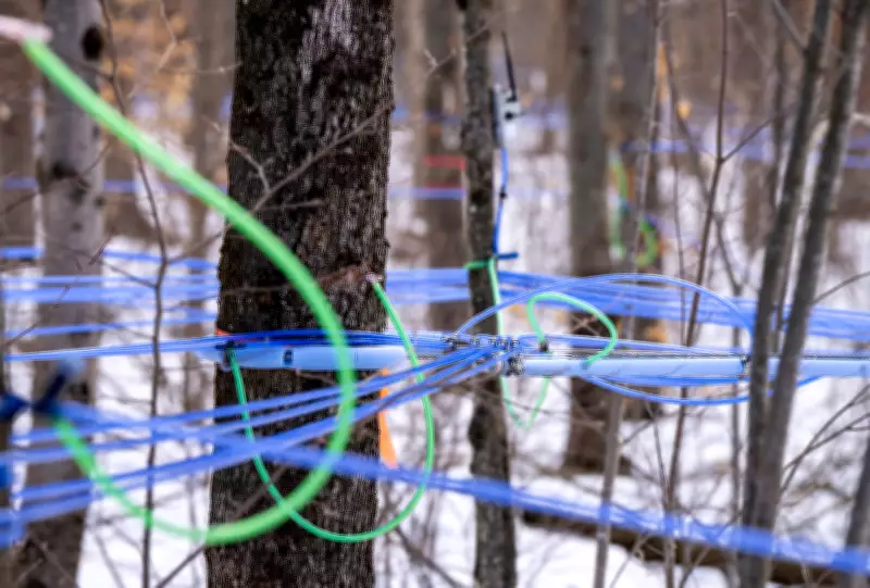 Maple Syrup Co-operative Faces Strike Threat as 100 Workers Prepare for Labor Action