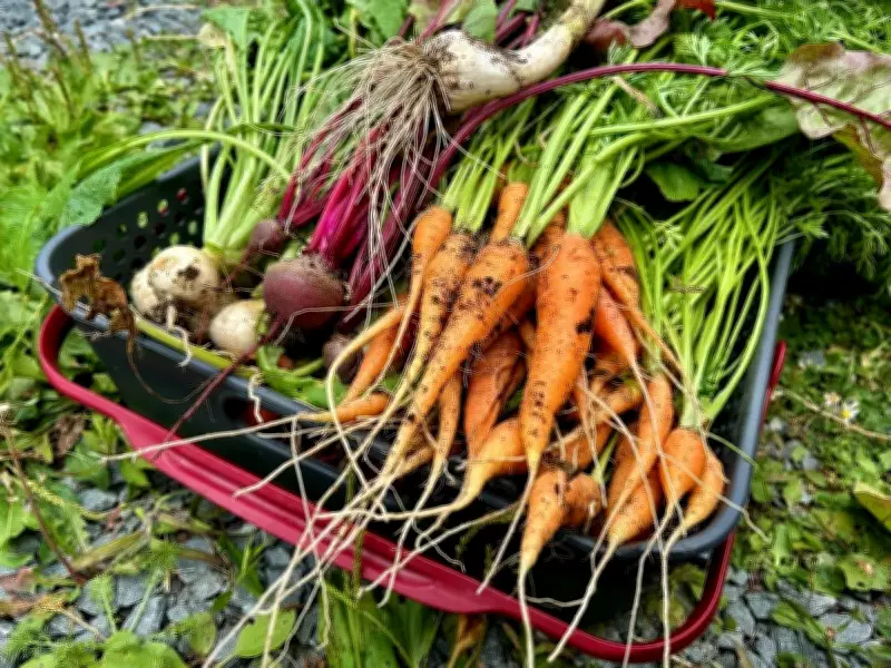 Maximizing Your Vegetable Garden: Expert Space-Saving Tips for Home Growers