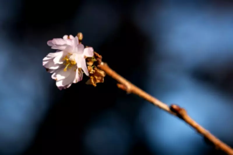 Metro Vancouver's First Spring Weekend: Cherry Blossoms, Events, and Snow-Free Record