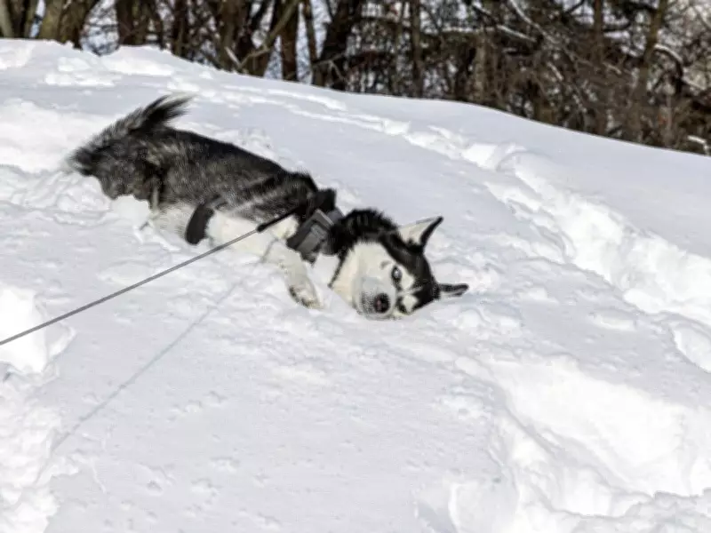 Montreal Braces for Deep Freeze: Flurries and Bitter Cold Overnight
