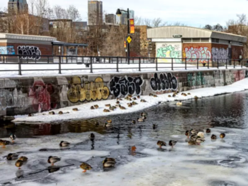 Montreal Weather Forecast: Cloudy with Gusty Winds and Drizzle Expected