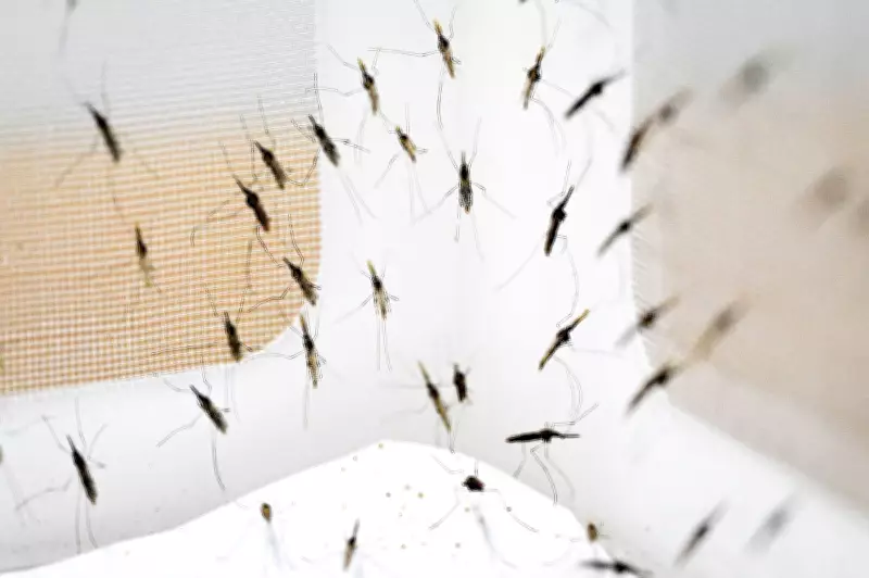 Mosquitoes May Hold Missing Pieces in Early Human Evolution Puzzle