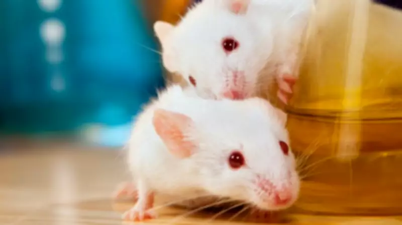 Mouse Study Reveals Repeated Cloning Causes Severe Genetic Mutations