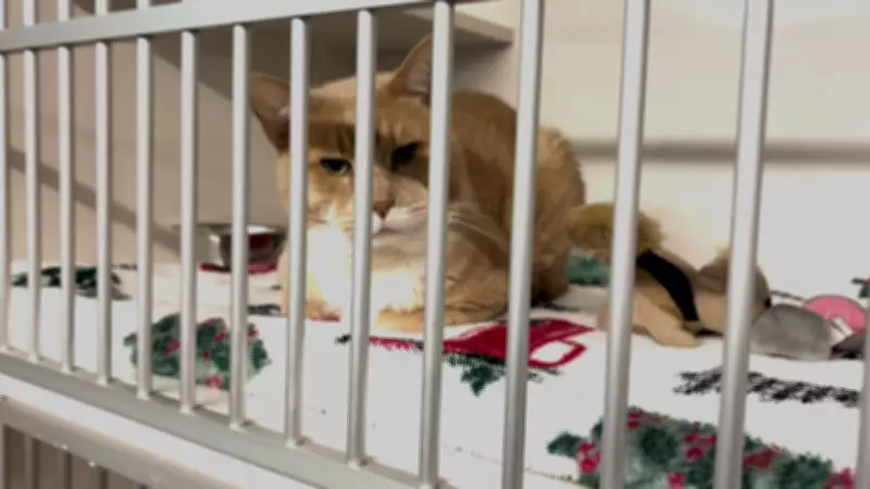 New Brunswick SPCA Handled Over 4,000 Complaints, Fewer Seizures in 2025