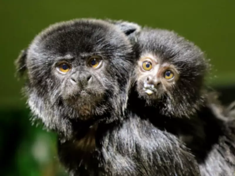 New Goeldi Monkey Infant Arrives at Winnipeg's Assiniboine Park Zoo
