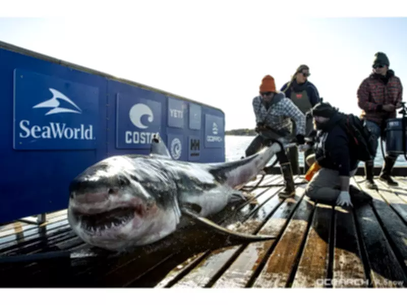 New Study Confirms Gulf of Mexico as Vital Winter Habitat for White Sharks