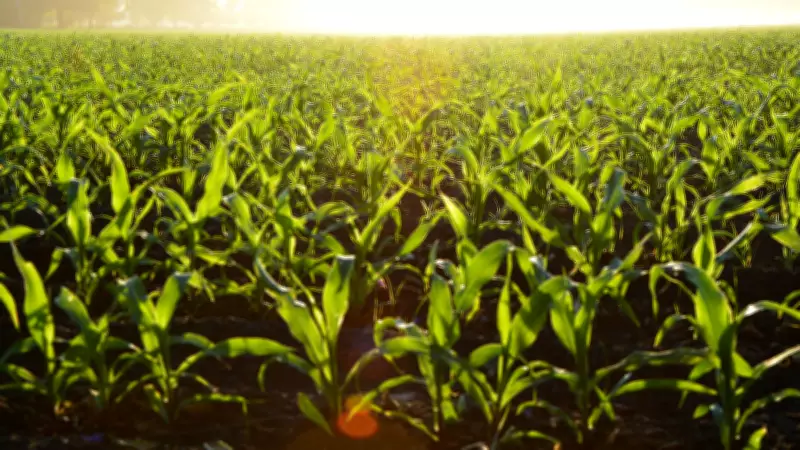 Nortera Foods to Shut Down Lethbridge Vegetable Processing Plant in June, Cutting 70 Jobs