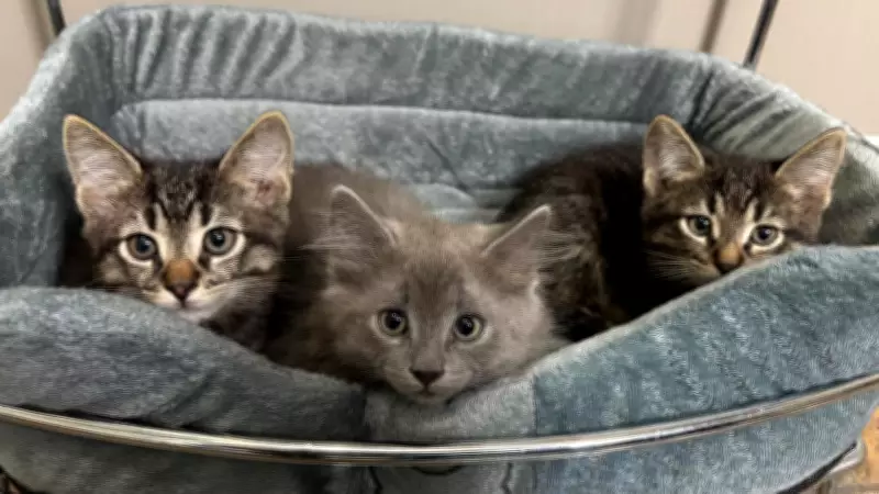 Northern Ontario Rescue Takes in 93 Cats in Single Month, Including 50 from One Home